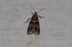 Acrobasis repandana