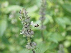Ocimum basilicum