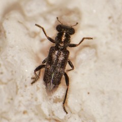Phyllobaenus
