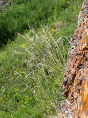Stipa orientalis