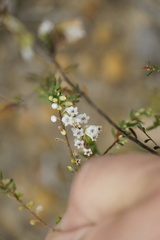 Styphelia pendula