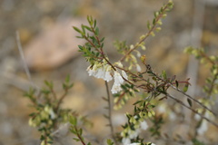 Styphelia pendula