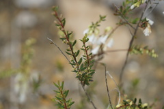 Styphelia pendula