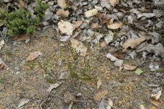 Styphelia pendula
