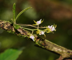 Sarcochilus australis