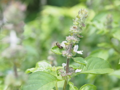 Ocimum basilicum