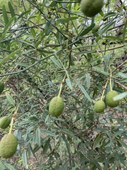 Maerua juncea crustata
