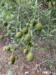 Maerua juncea crustata