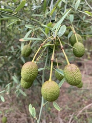 Maerua juncea crustata