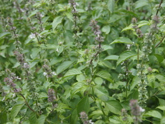 Ocimum basilicum