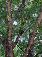 Xanthocercis zambesiaca