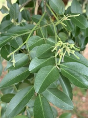Xanthocercis zambesiaca