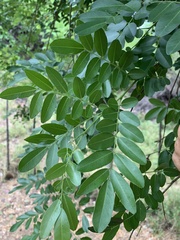 Xanthocercis zambesiaca