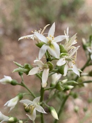 Xanthocercis zambesiaca