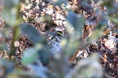 Emberiza chrysophrys
