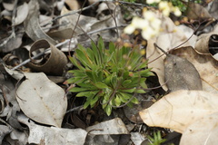 Stylidium spathulatum