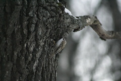 Certhia familiaris