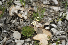 Stylidium spathulatum
