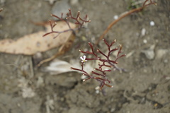 Stylidium despectum