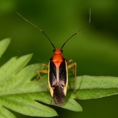 Ganocapsus filiformis