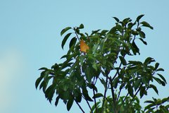 Charaxes marmax