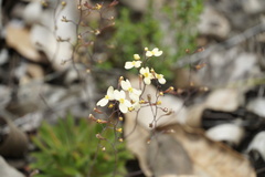 Stylidium spathulatum