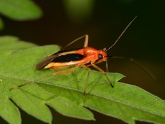 Ganocapsus filiformis
