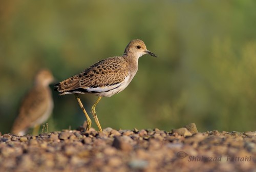 White-tailed Lapwing