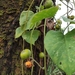 Argyreia roxburghii - Photo (c) Martin, alguns direitos reservados (CC BY-NC), uploaded by Martin