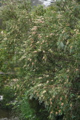 Melaleuca paludicola