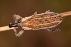 Lixinae