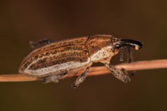 Lixinae