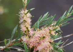 Melaleuca paludicola