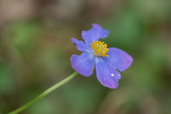 Anemonastrum patulum
