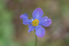 Anemonastrum patulum