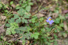 Anemonastrum patulum
