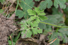 Anemonastrum patulum