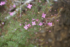 Boronia gracilipes
