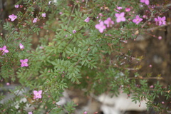 Boronia gracilipes
