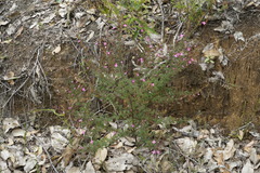 Boronia gracilipes