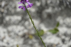 Comesperma confertum
