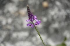 Comesperma confertum