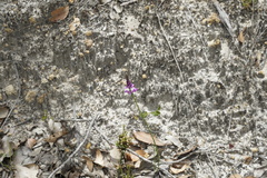 Comesperma confertum