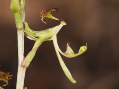 Arthrochilus irritabilis