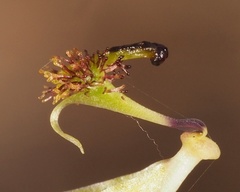 Arthrochilus irritabilis