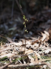 Arthrochilus irritabilis