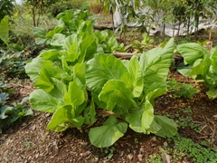 Brassica juncea integrifolia