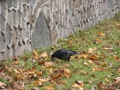Corvus frugilegus