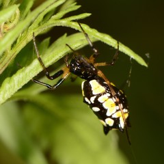 Micrathena funebris