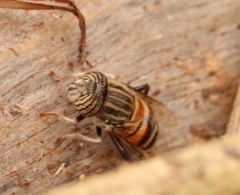 Eristalodes